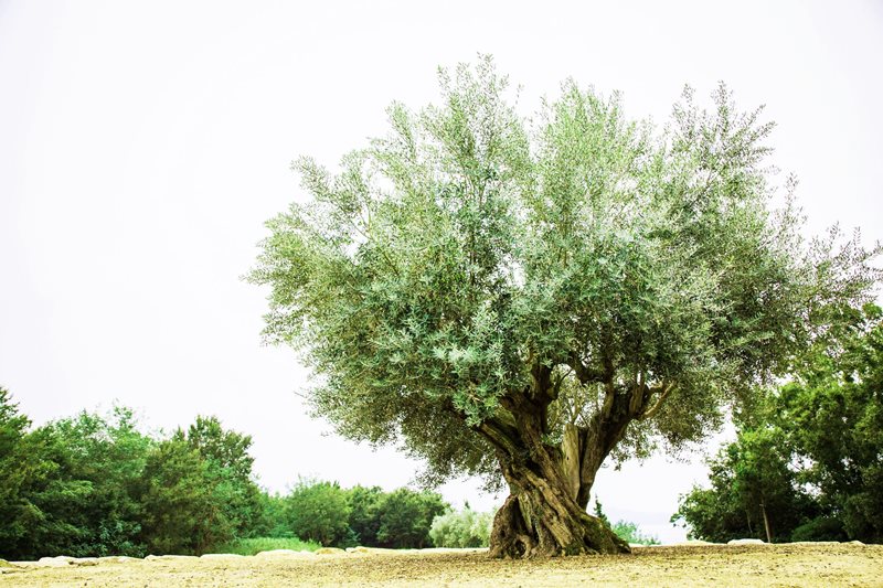 樹齢1000年のオリーブ大樹